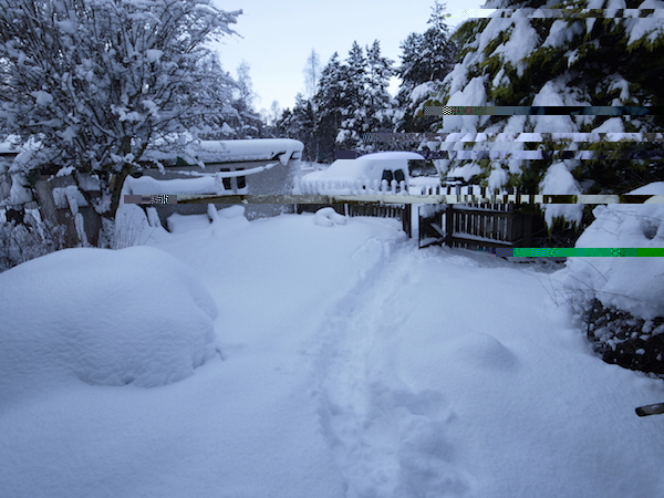 Back garden, right now