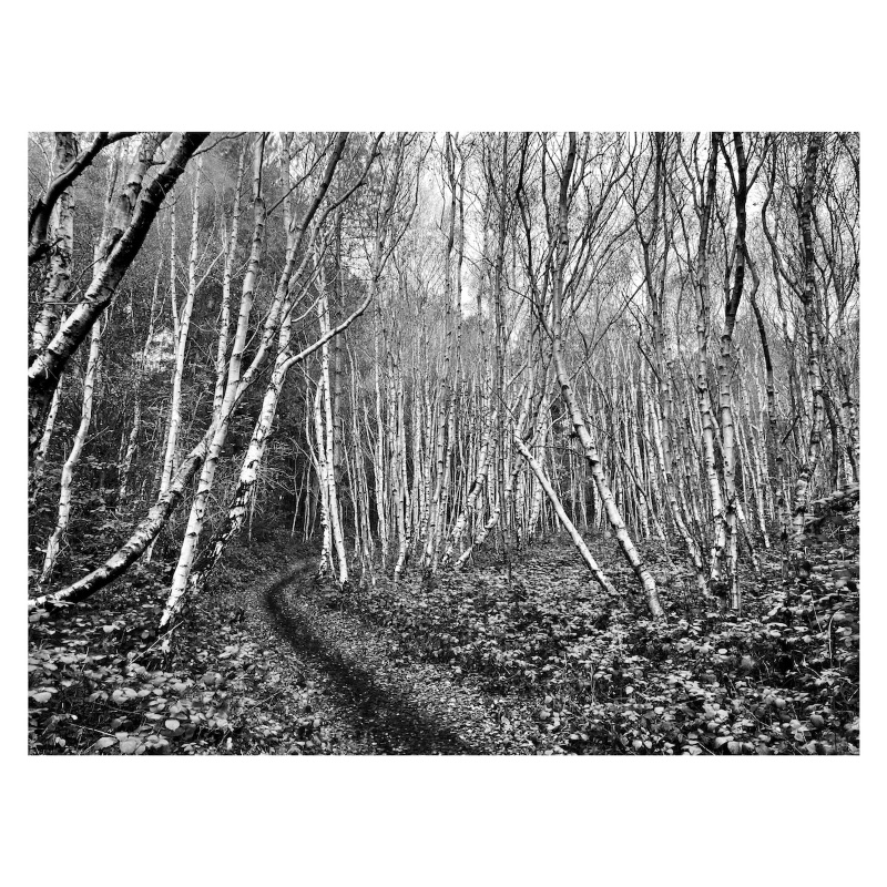 birch track 1200.jpg